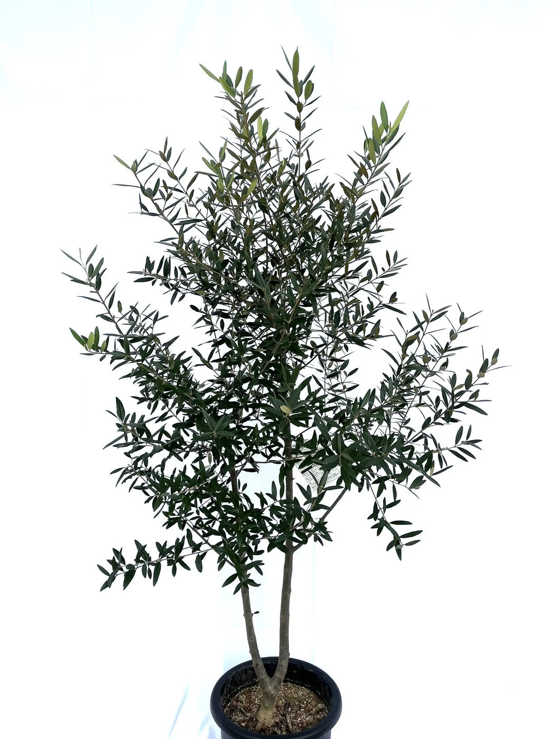 ひなかぜ Lサイズ 約160cm NO.10113 オリーブの木 - 株式会社鶴亀園