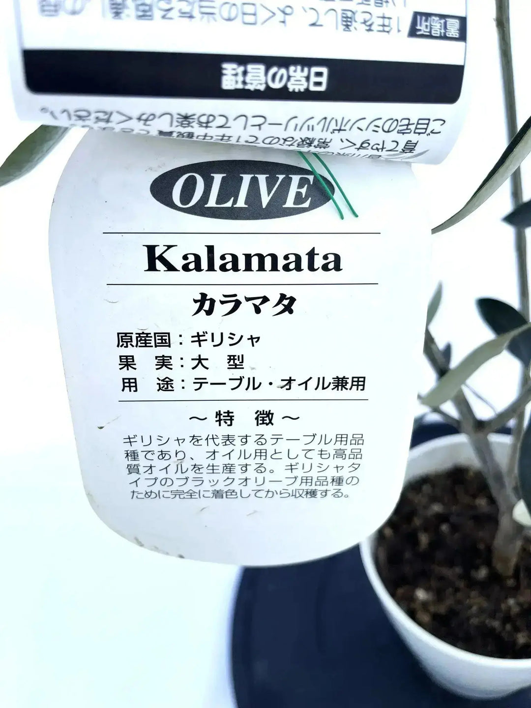 【30％OFF】 カラマタ オリーブの木-品種名 NO.10439 約65cm XXSサイズ その他観葉植物