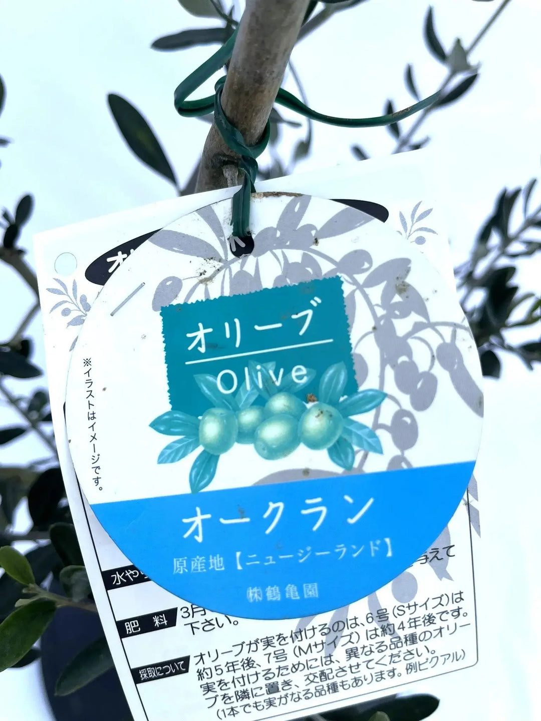 希少・自家受粉】オークラン（オリーブの木）〈開帳型〉｜110cm｜S