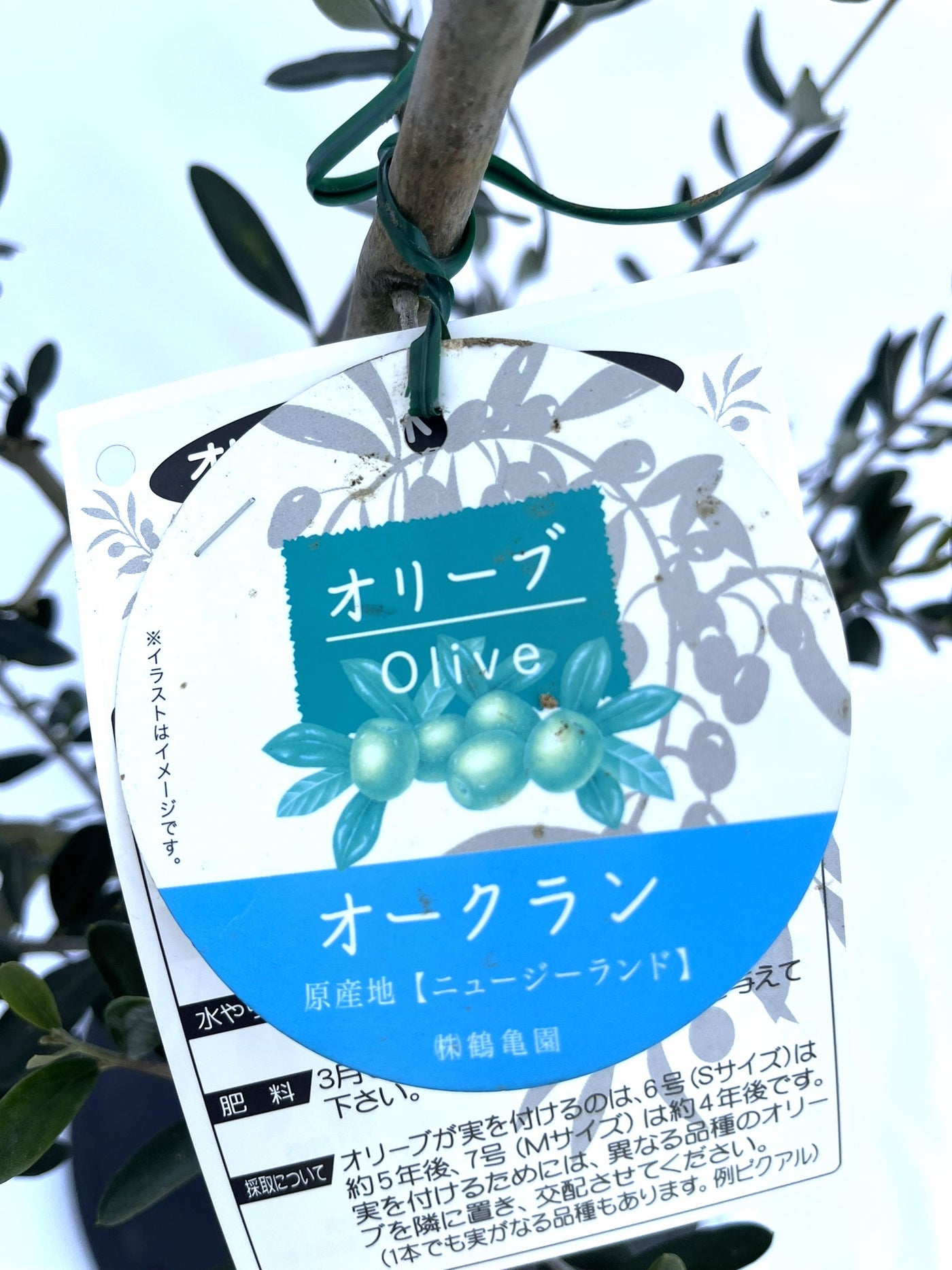 オークラン　Sサイズ　100cm　NO.10120　オリーブ苗木　オリーブ 株式会社鶴亀園