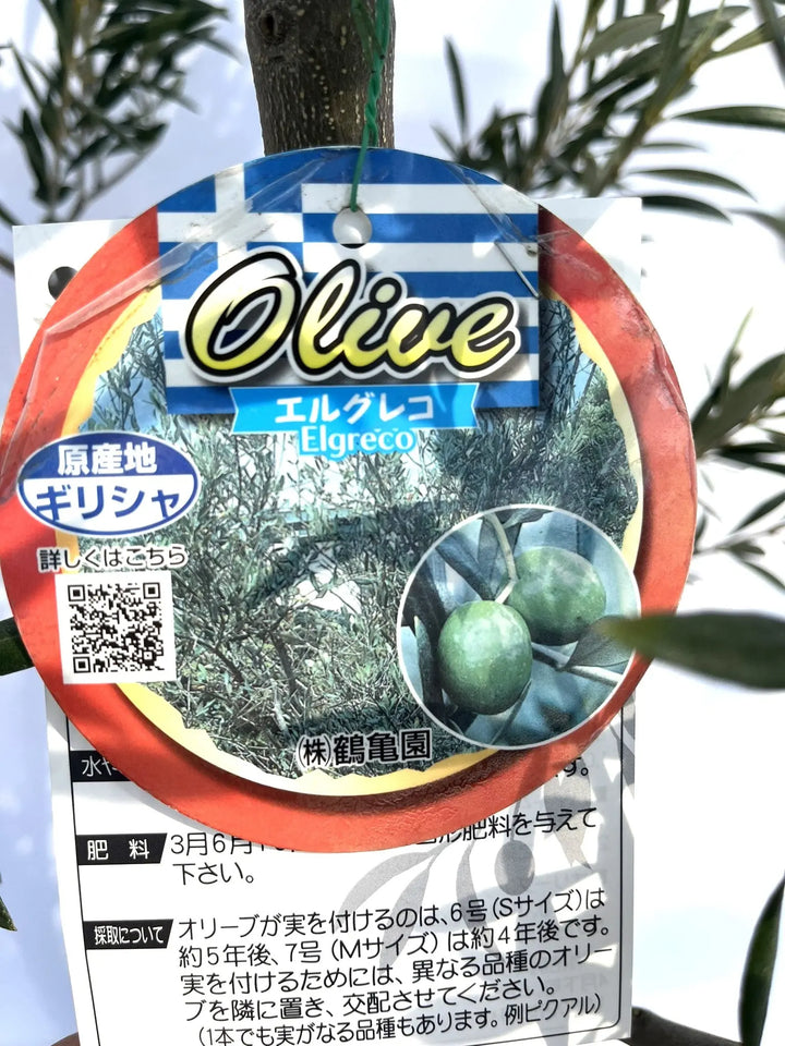 オリーブの木　約107㎝　エルグレコ 大きめ♪オリーブの木 エルグレコ スクエア型ホワイト鉢植え 苗