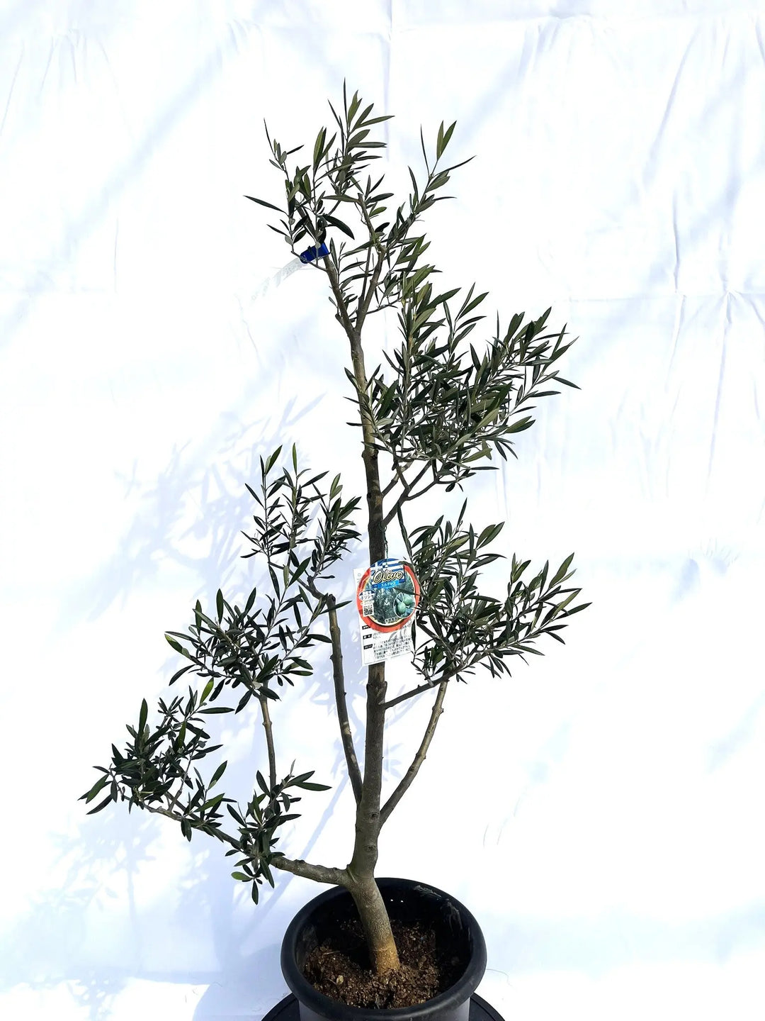 エルグレコ Mサイズ 約130cm NO.10129 オリーブの木 - 株式会社鶴亀園