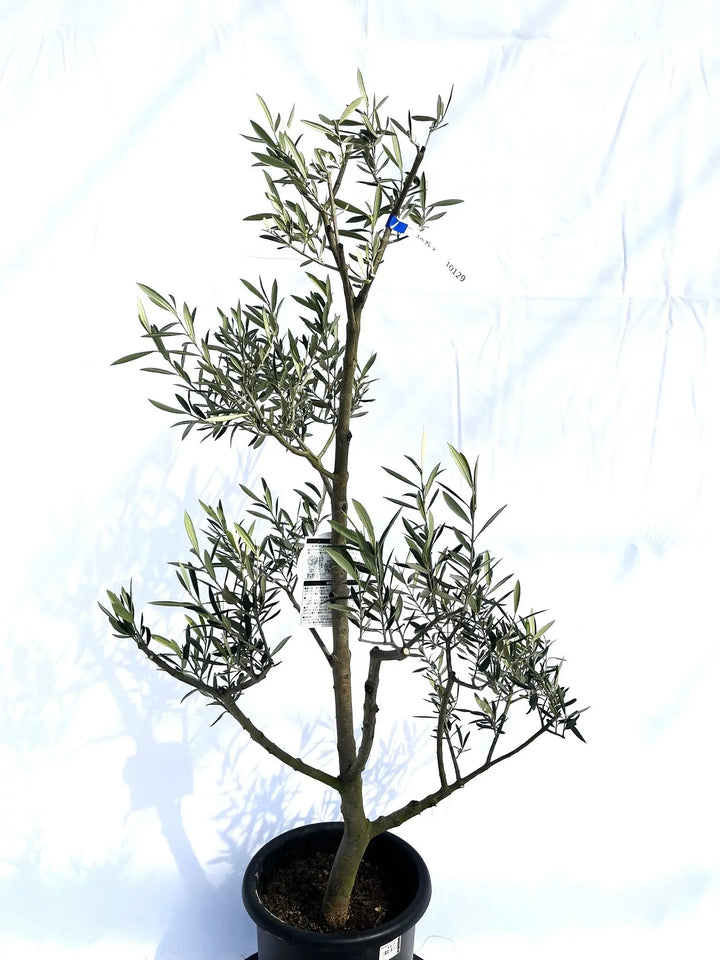 エルグレコ Mサイズ 約130cm NO.10129 オリーブの木 - 株式会社