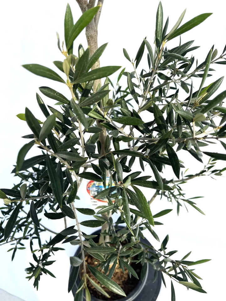 オリーブの木　約107㎝　エルグレコ オリーブ・エルグレコ L – 鉢人Green