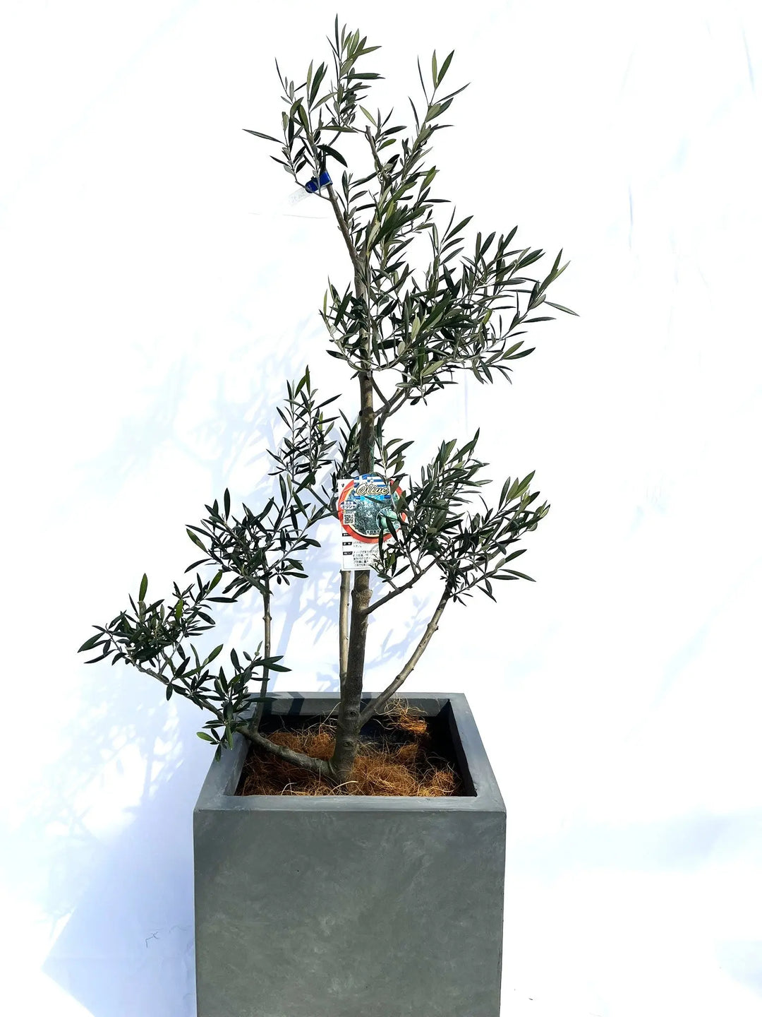 オリーブの木　ヘレナ　約130cm　NO.1926　大型　現品掲載　古木 オリーブの木 ヘレナ 約130cm NO.1926 大型 現品掲載 古木