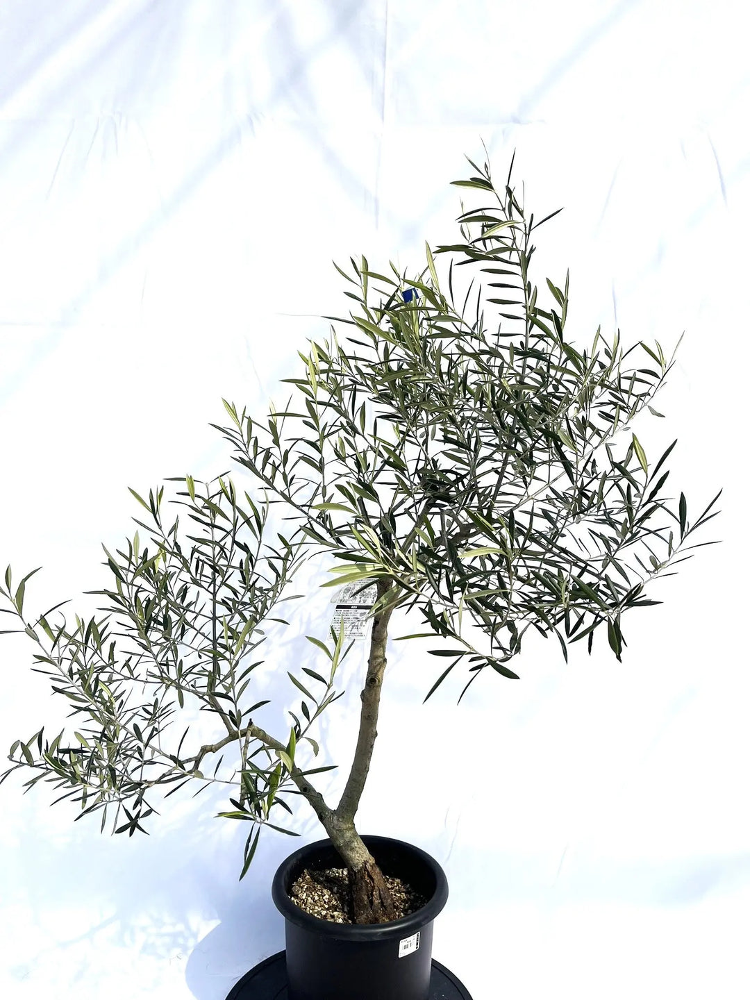 エルグレコ Mサイズ 約120cm NO.10130 オリーブの木 - 株式会社鶴亀園