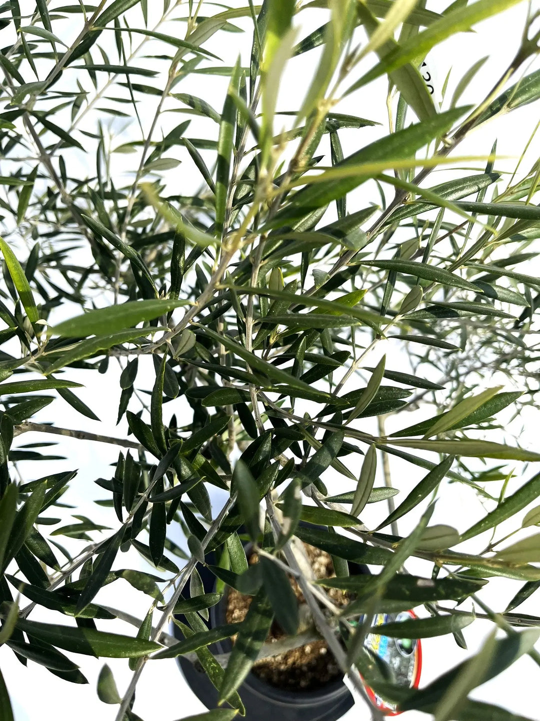 エルグレコ Mサイズ 約120cm NO.10130 オリーブの木 - 株式会社鶴亀園