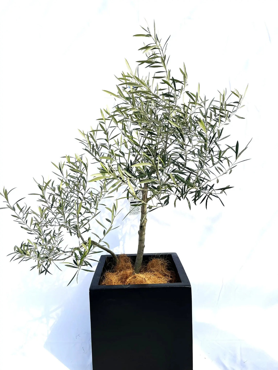 エルグレコ Mサイズ 約120cm NO.10130 オリーブの木 - 株式会社鶴亀園