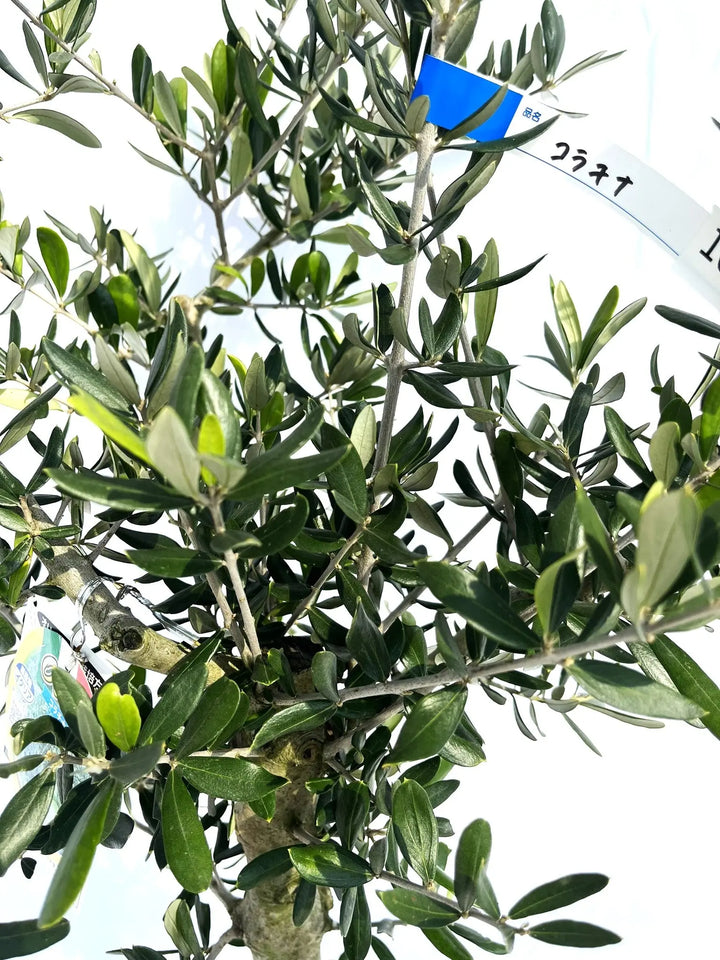 コラチナ Mサイズ 約110cm NO.10131 オリーブの木 - 株式会社鶴亀園