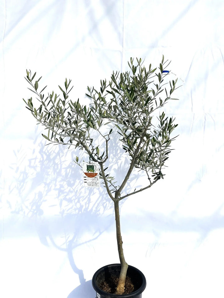 オリーブの木　フラントイオ フラントイオ Mサイズ 約130cm NO.10134 オリーブの木 - 株式会社鶴亀園