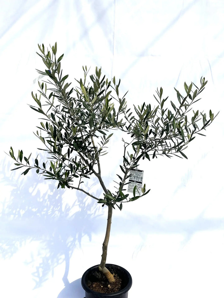 オリーブの木　フラントイオ フラントイオ Mサイズ 約130cm NO.10134 オリーブの木 - 株式会社鶴亀園