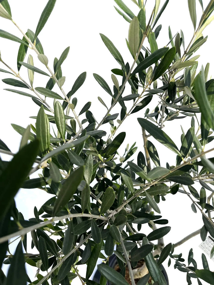 オリーブの木　フラントイオ　7号　約110cm　NO.554　人気品種　一点物 楽天市場】【現品発送】オリーブの木 フラントイオ 樹高1.4m