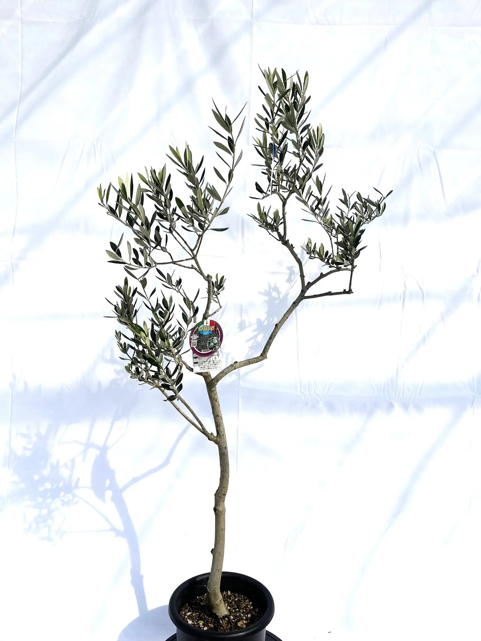 ワラサ オリーブの木 中型 常緑樹 ワラサ Mサイズ 約150cm NO.10143