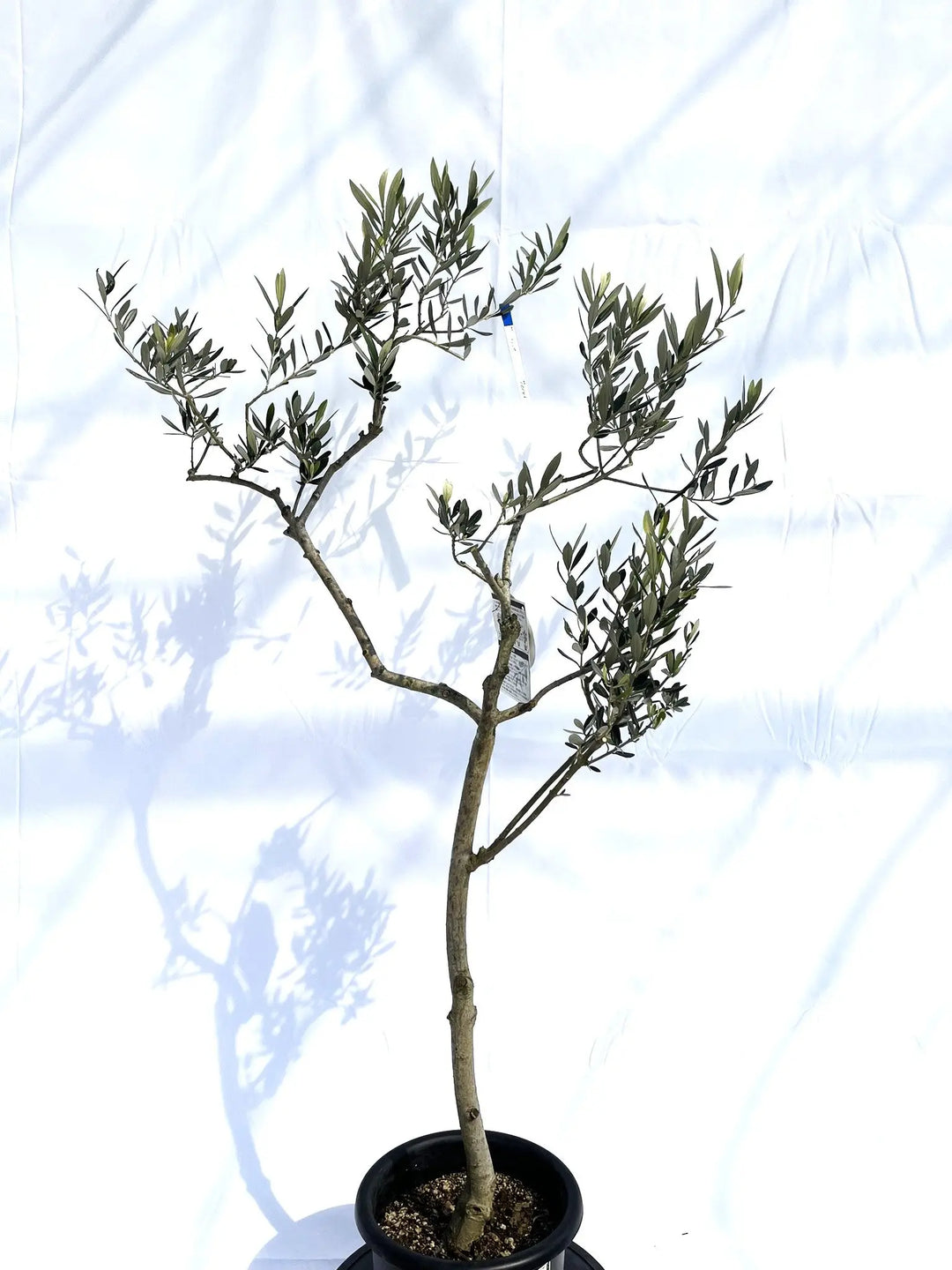 ワラサ Mサイズ 約150cm NO.10143 オリーブの木 - 株式会社鶴亀園