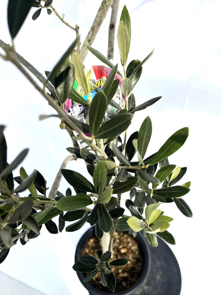 IMG_9808_720x.jpg?v=1729518747