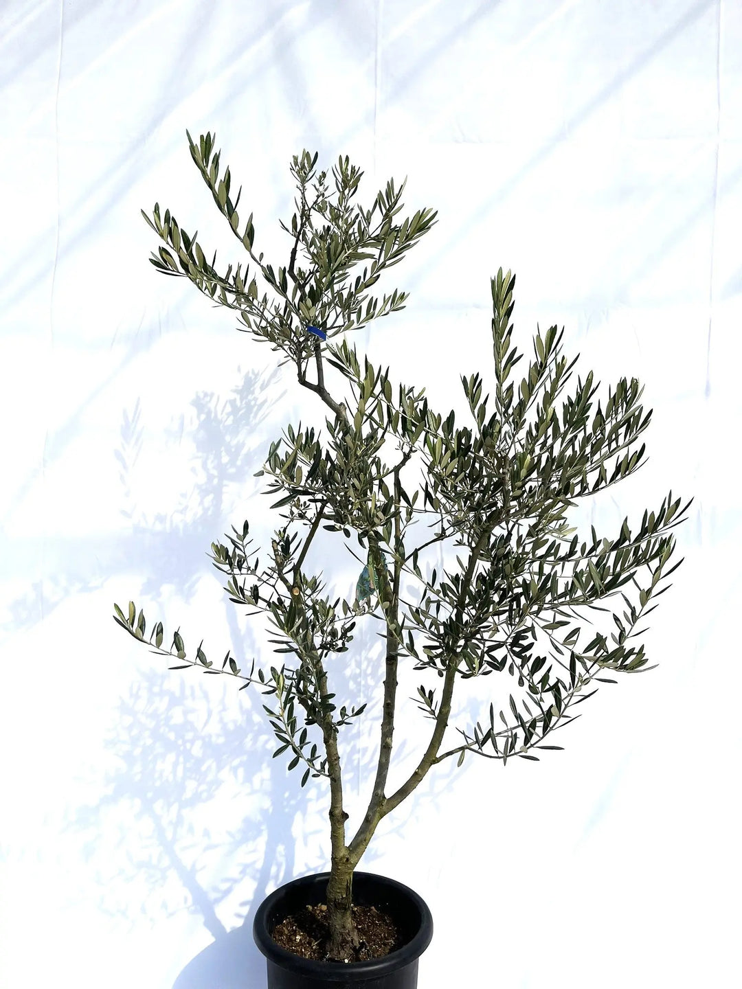 アメリカン Lサイズ 約160cm NO.10138 オリーブの木 - 株式会社鶴亀園