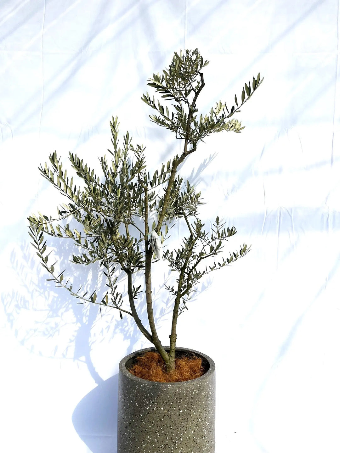 観葉植物 オリーブ ネバディロブランコ 175cm