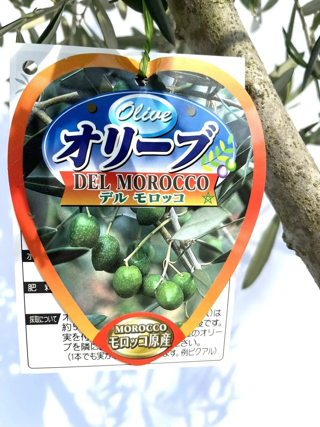 オリーブの木　デルモロッコ オリーブの木 デルモロッコ | 観葉植物通販HitoHana(ひとはな)
