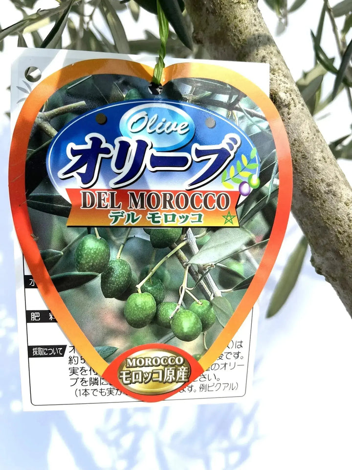オリーブの木　デルモロッコ オリーブの木 デルモロッコ | 観葉植物通販HitoHana(ひとはな)