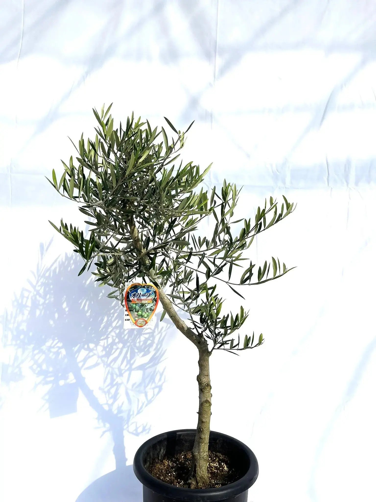デルモロッコ Lサイズ 約120cm NO.10140 オリーブの木 - 株式会社鶴亀園