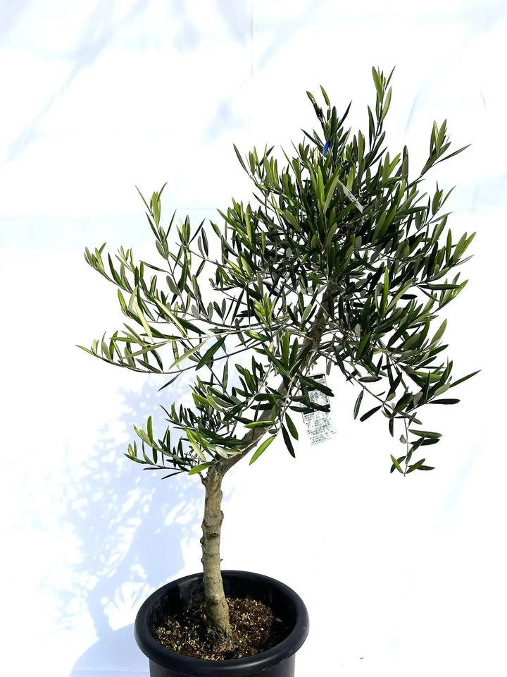 デルモロッコ Lサイズ 約120cm NO.10140 オリーブの木 - 株式