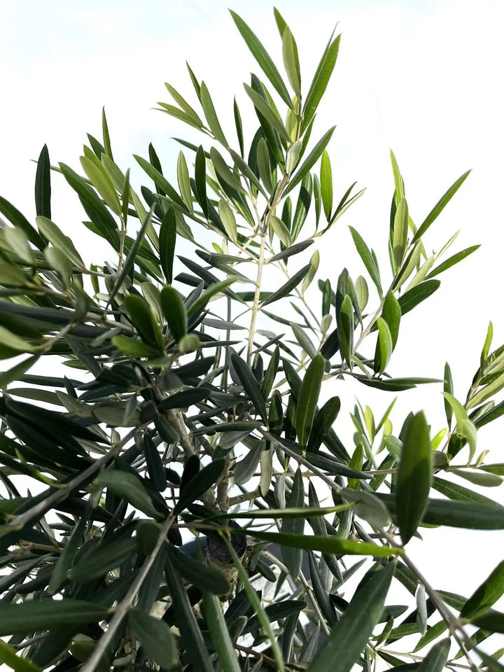 オリーブの木　デルモロッコ 観葉植物 オリーブの木 8号 デルモロッコ エステリ グリーン