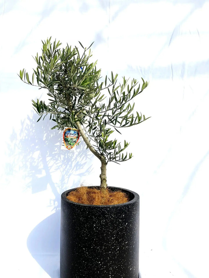 IMG_9828_720x.jpg?v=1744255429