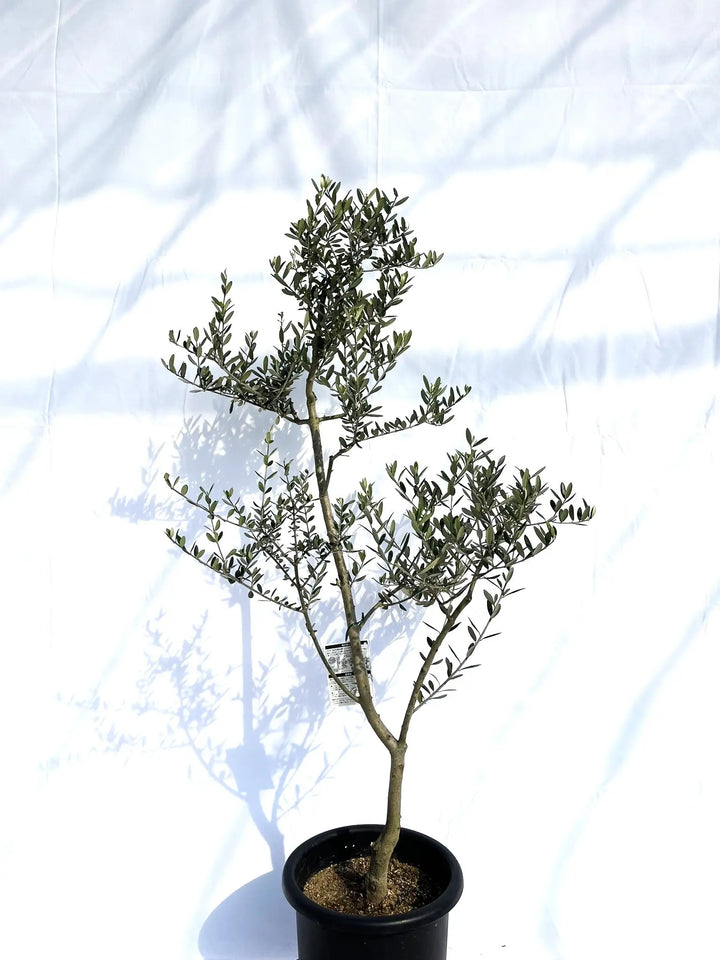 マンザニロ Lサイズ 約150cm NO.10142 オリーブの木 - 株式会社鶴亀園