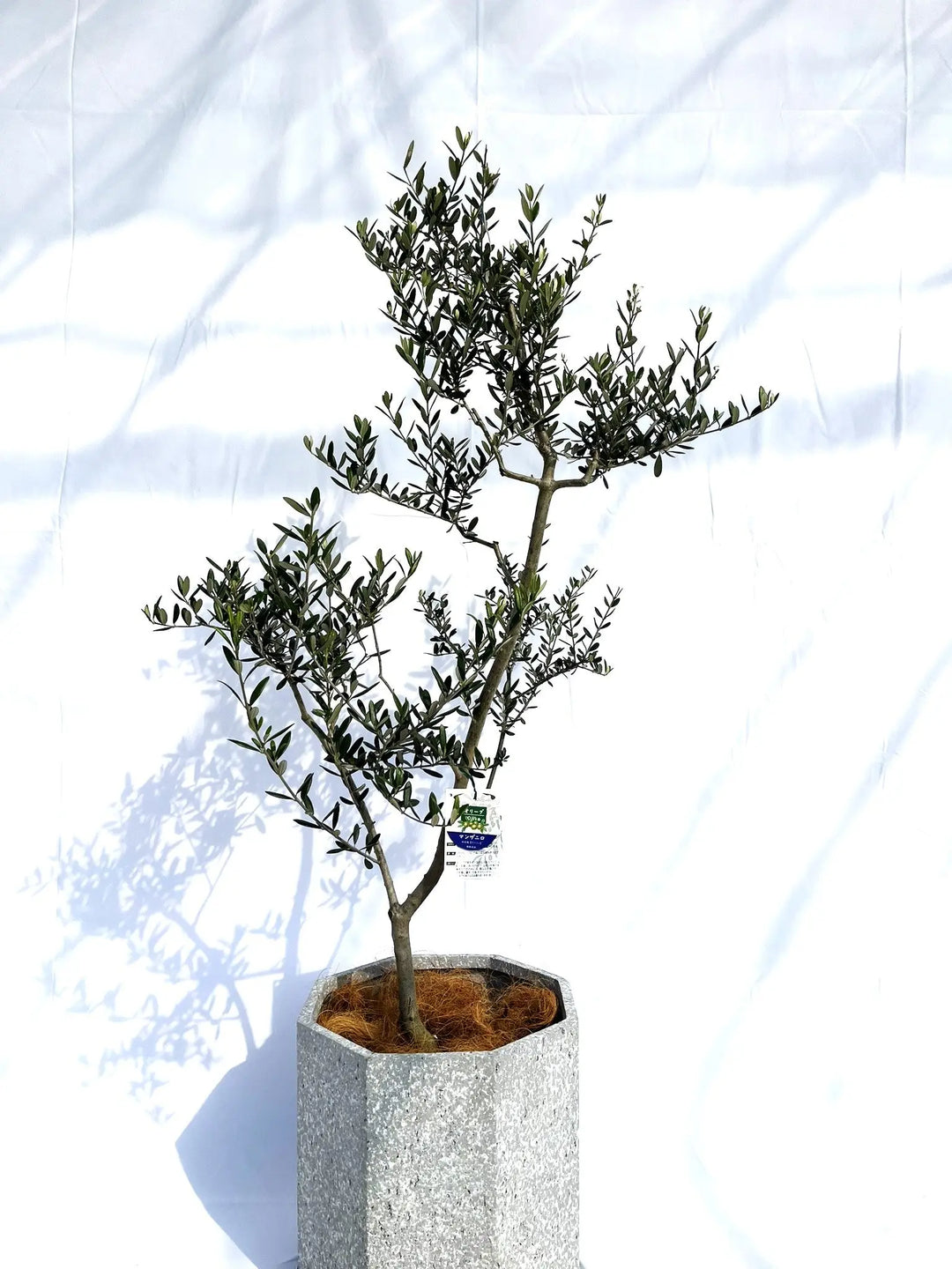 専用【olive  プロフ読んで下さい。】様 FAQ詳細 -OliveフレキシブルペイでVpass登録するためのカード