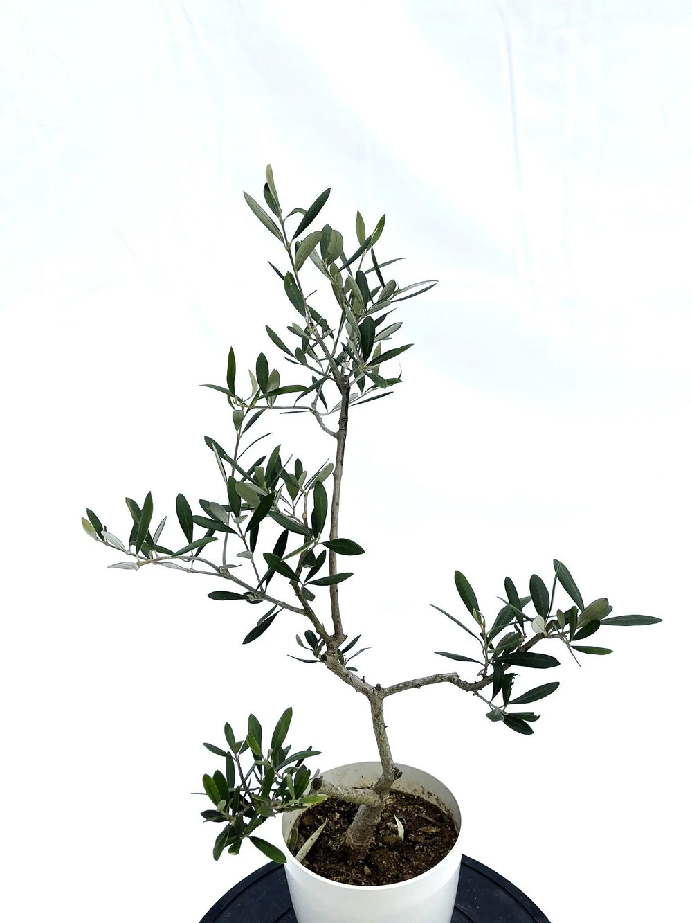 オリーブの木（全商品）｜写真の木をそのままお届け［現品販売］｜鶴亀