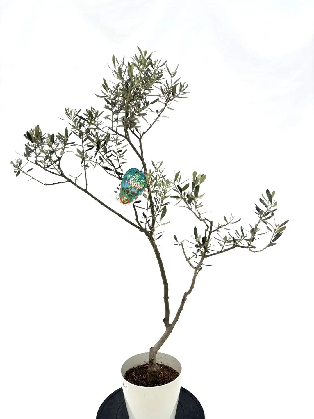 希少・室内向き・銀葉】アメリカン（オリーブの木）〈直立型