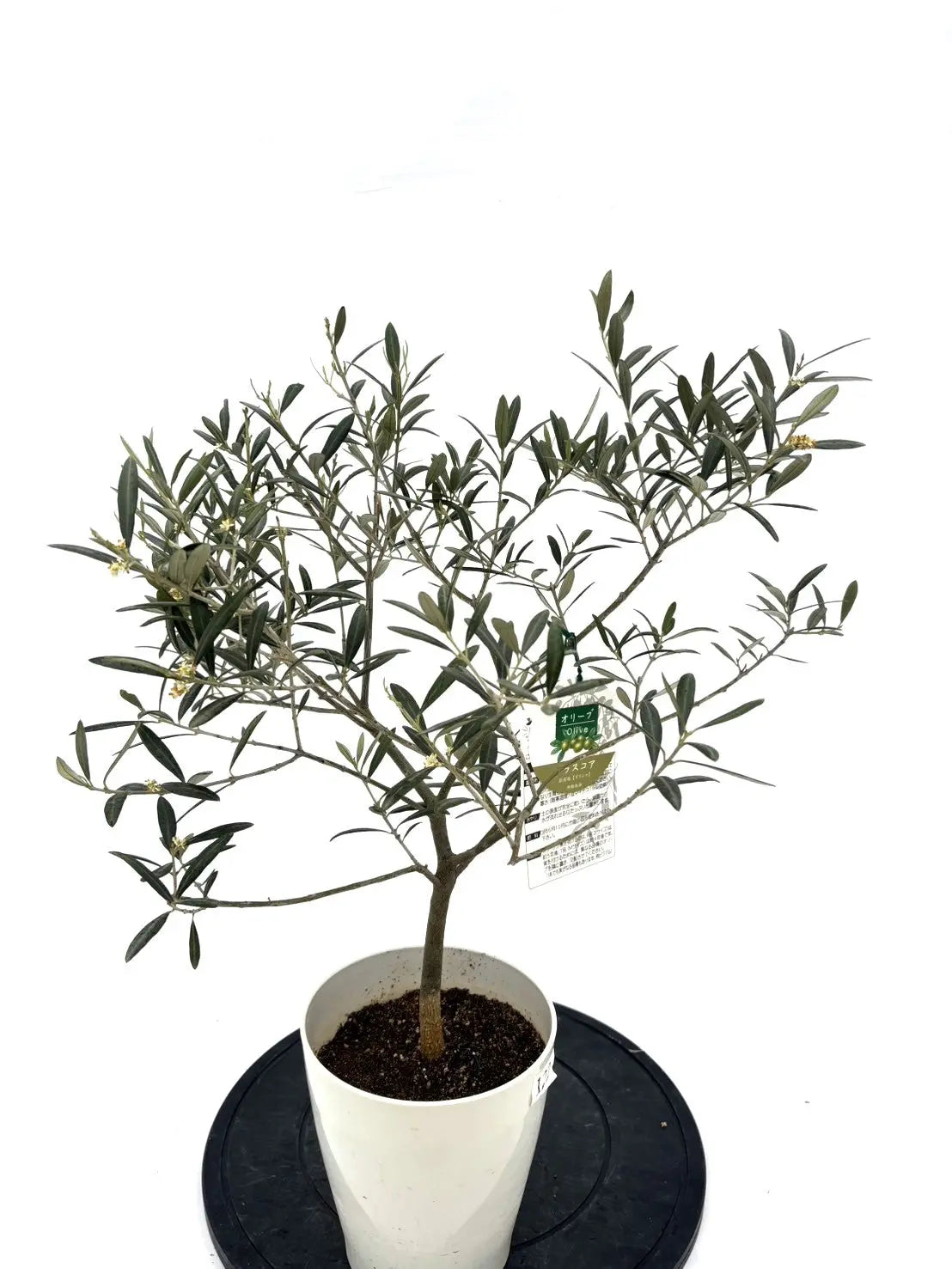 オリーブ　プロフご覧下さいです 希少】タラスコア（オリーブの木）〈観葉植物〉｜約70cm｜XS