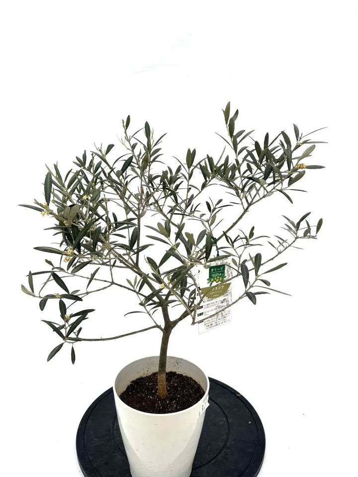 希少】タラスコア（オリーブの木）〈観葉植物〉｜約70cm｜XS