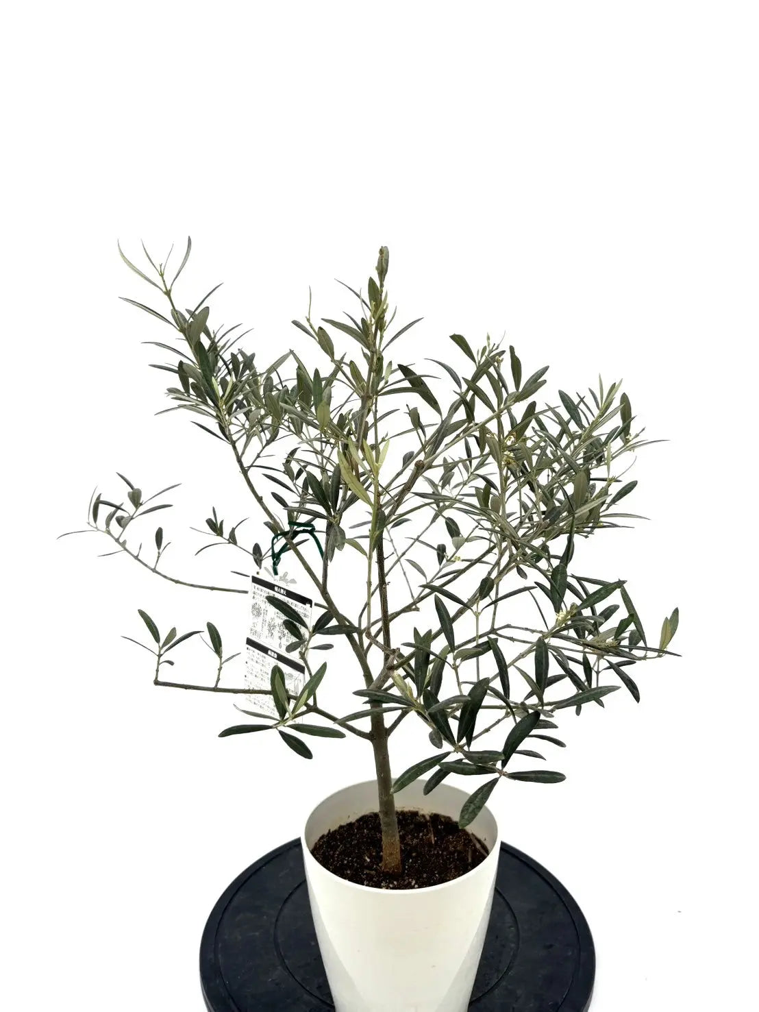 希少】タラスコア（オリーブの木）〈観葉植物〉｜約70cm｜XS