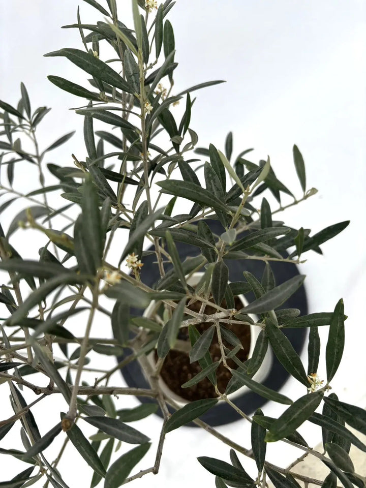 希少】タラスコア（オリーブの木）〈観葉植物〉｜約70cm｜XS