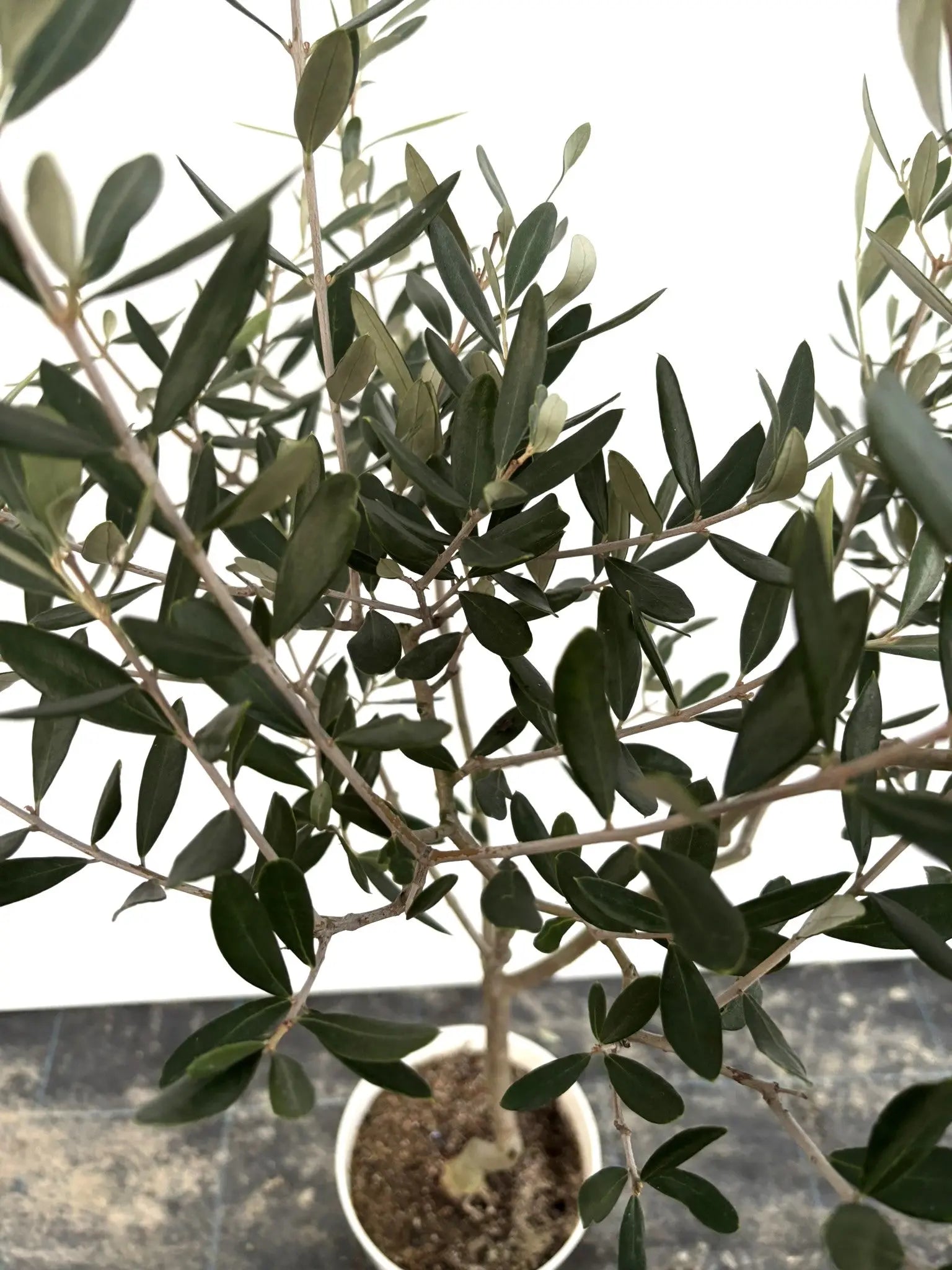アスコラーナ Sサイズ 約130cm K-21 オリーブの木 - 株式会社鶴亀園