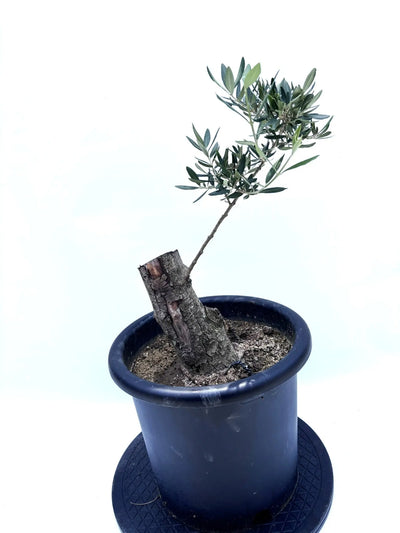 NEWコレッジョラ（オリーブの木）｜Lサイズ｜K-232｜約70cm｜耐寒・耐病・開帳型｜ 株式会社鶴亀園