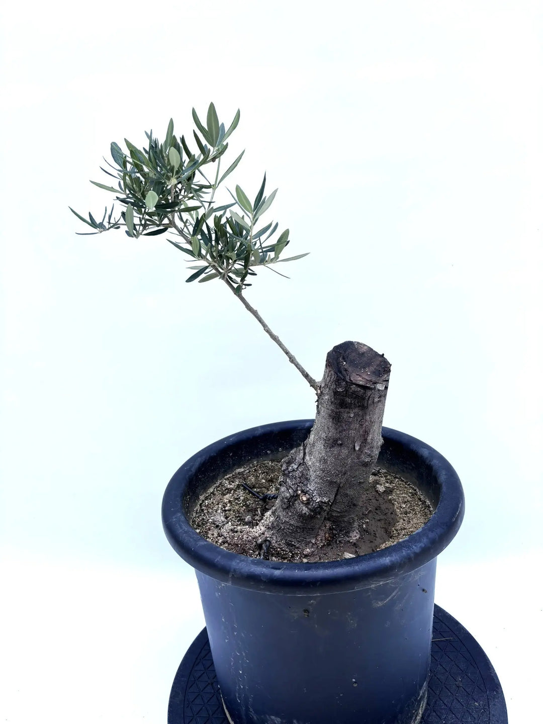 風格ある古木オリーブ - 株式会社鶴亀園