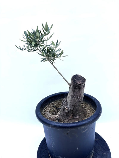 NEWコレッジョラ（オリーブの木）｜Lサイズ｜K-232｜約70cm｜耐寒・耐病・開帳型｜ 株式会社鶴亀園