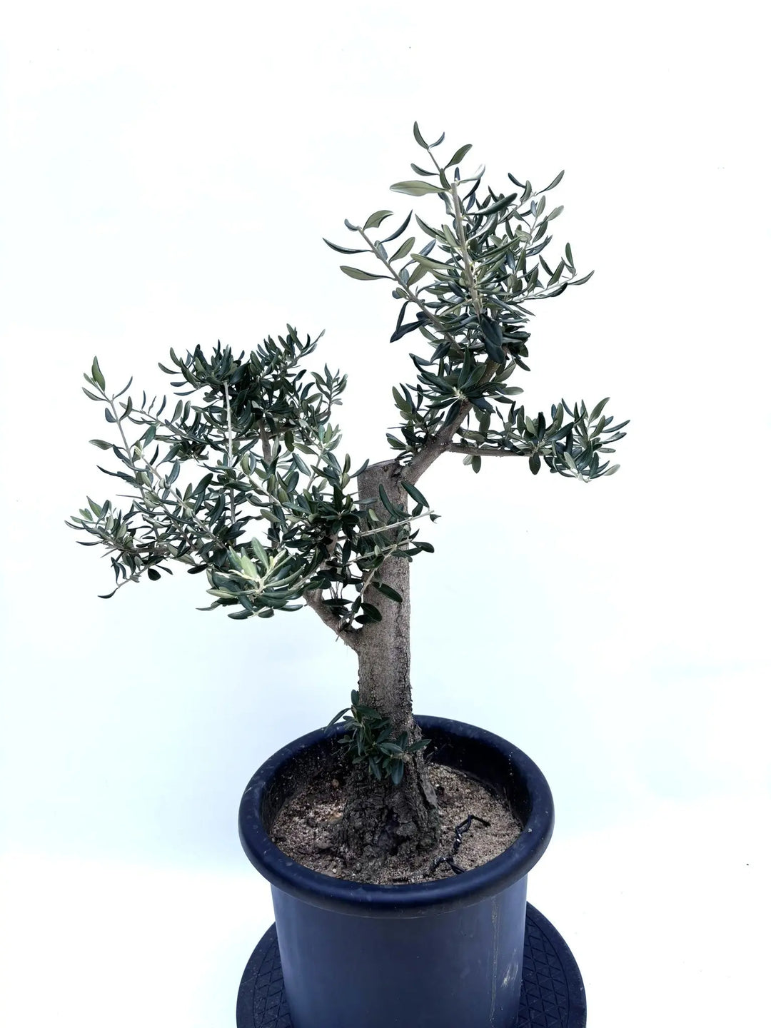 【現品】オリーブの古木　ハーディーズマンモス　ギリシャ原産　8号　Gか番 楽天市場】【現品】 オリーブの木 苗木 品種 ハーディーズ
