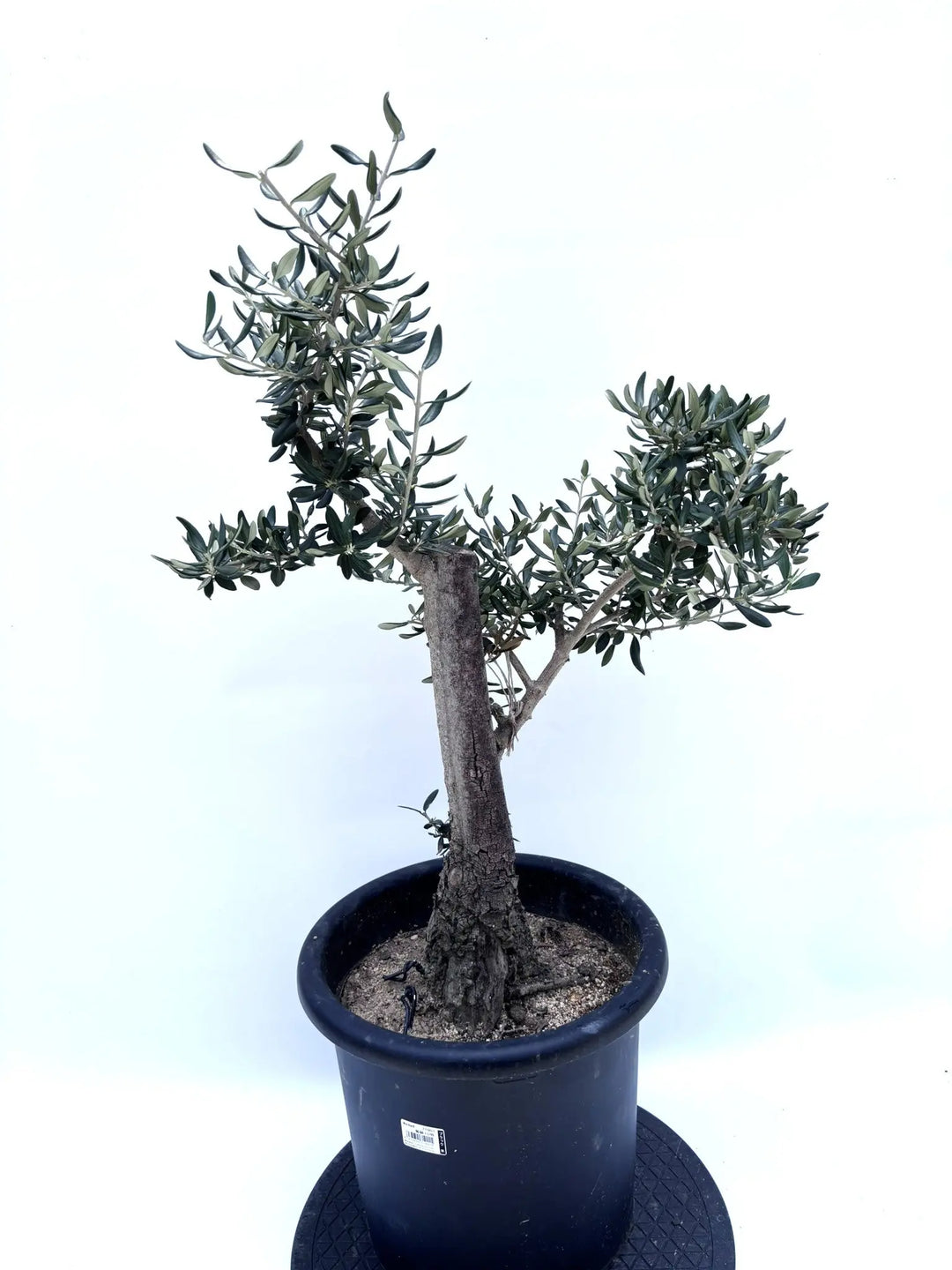 ハーディーズマンモス（オリーブの木）｜Lサイズ｜K-233｜約90cm｜耐寒