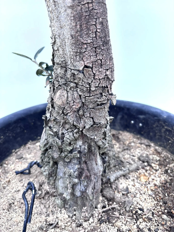 ハーディーズマンモス（オリーブの木）｜Lサイズ｜K-233｜約90cm｜耐寒