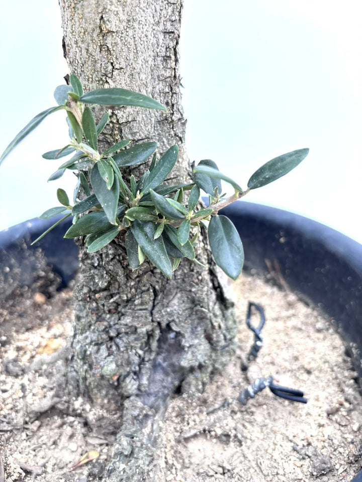 ハーディーズマンモス（オリーブの木）｜Lサイズ｜K-233｜約90cm