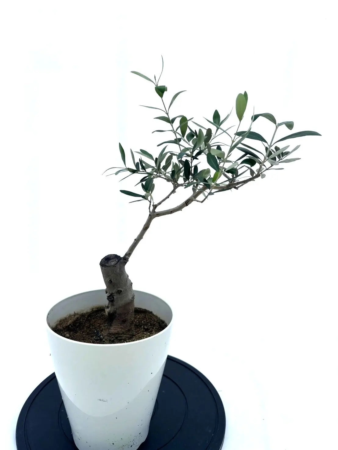 NEWルッカ（オリーブの木）｜Sサイズ｜K-234｜ 約110cm｜人気・初心者・寒冷地OK｜ 株式会社鶴亀園