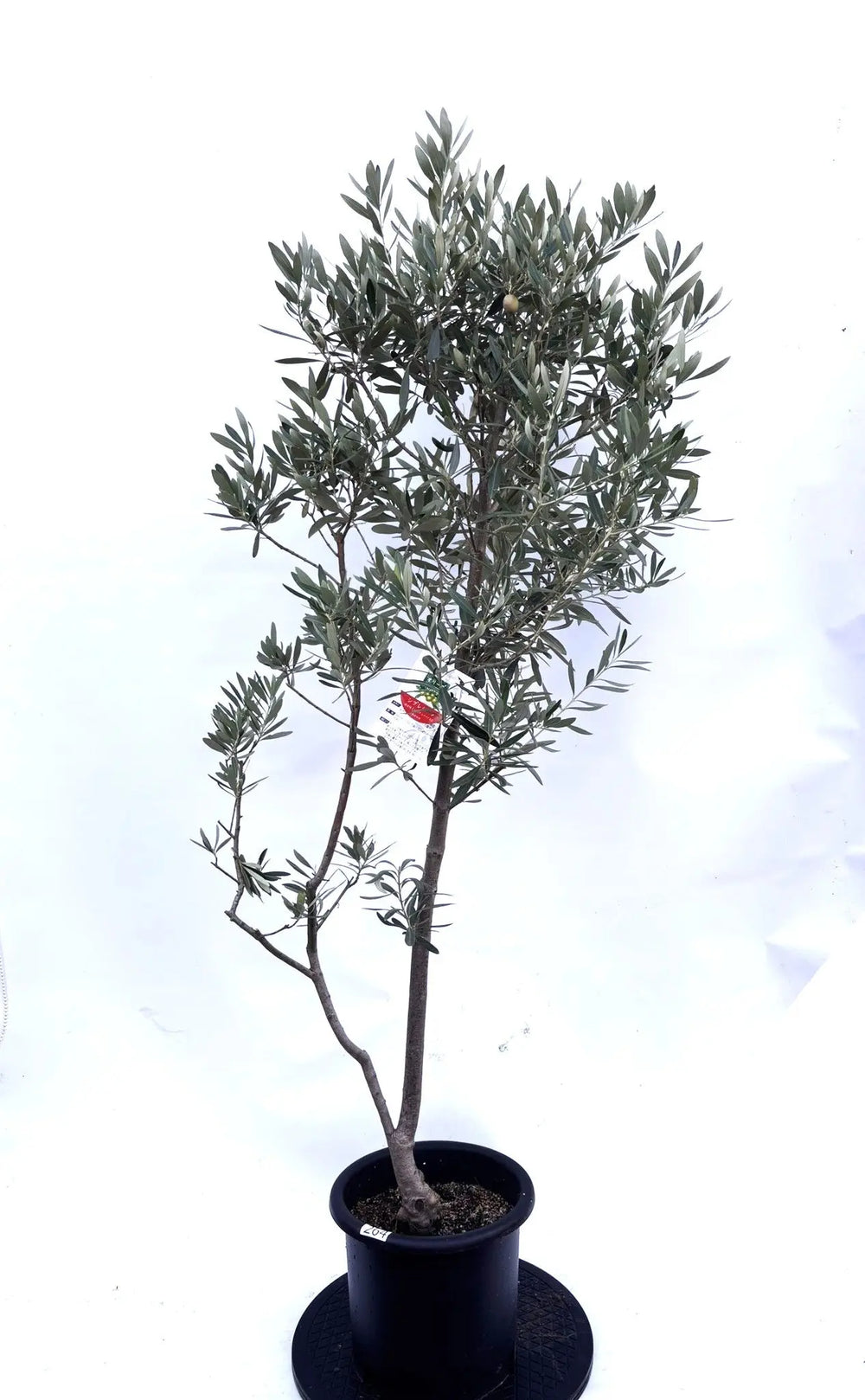 オリーブの木｜全サイズ・全品種一覧｜鶴亀園公式通販 – タグ