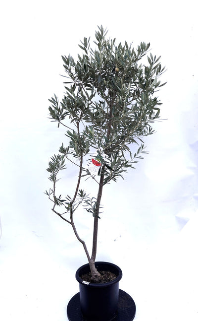 NEWシプレシーノ（オリーブの木）｜Mサイズ｜K-264｜約150cm｜人気・初心者・シンボルツリー向き