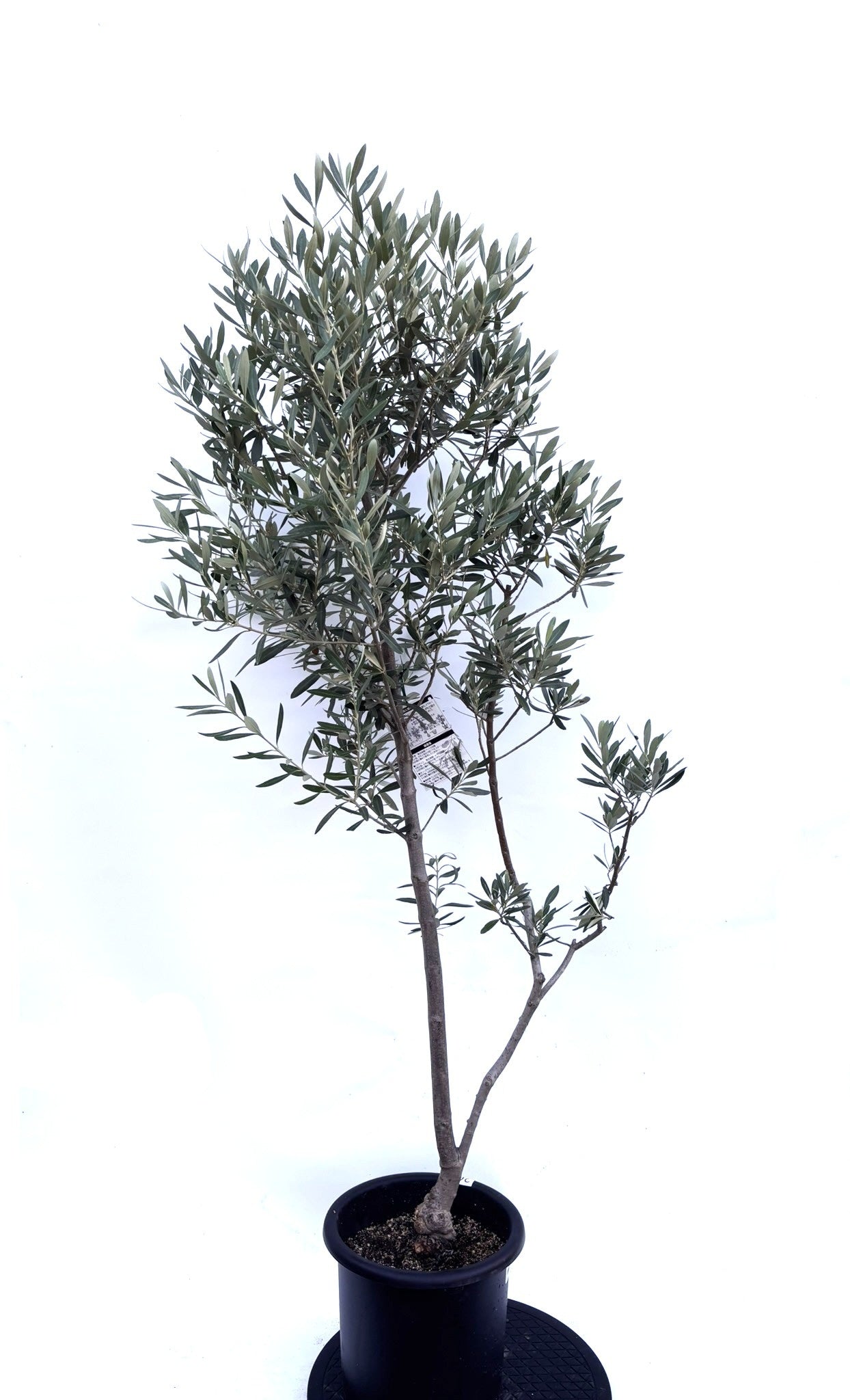 NEWシプレシーノ（オリーブの木）｜Mサイズ｜K-264｜約150cm｜人気・初心者・シンボルツリー向き