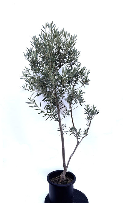 NEWシプレシーノ（オリーブの木）｜Mサイズ｜K-264｜約150cm｜人気・初心者・シンボルツリー向き
