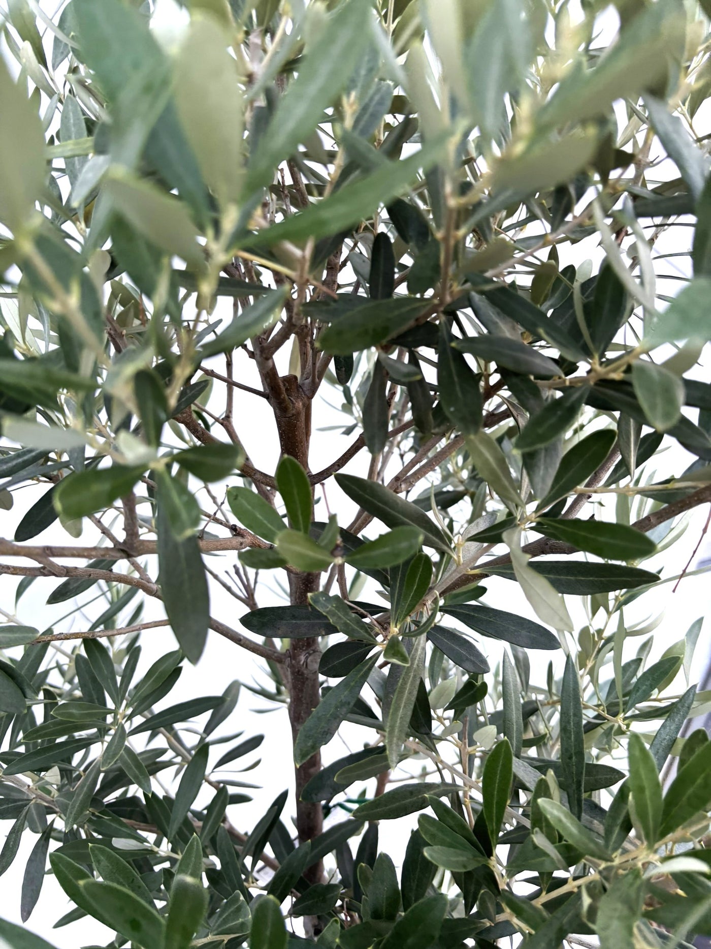 NEWシプレシーノ（オリーブの木）｜Mサイズ｜K-264｜約150cm｜人気・初心者・シンボルツリー向き