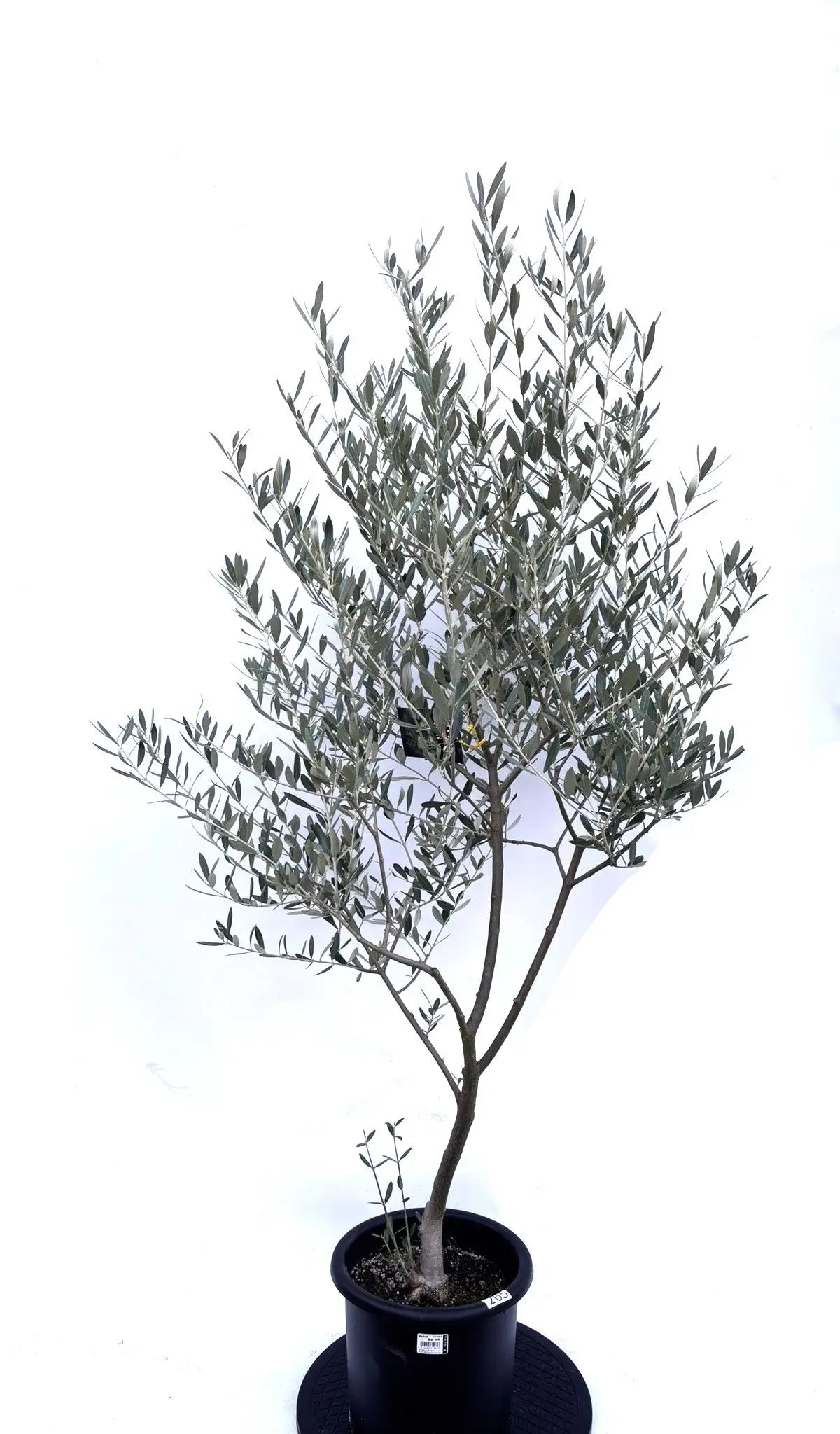 NEWミッション（オリーブの木）｜Mサイズ｜K-265｜約150cm｜人気・直立型・シンボルツリー向き 株式会社鶴亀園
